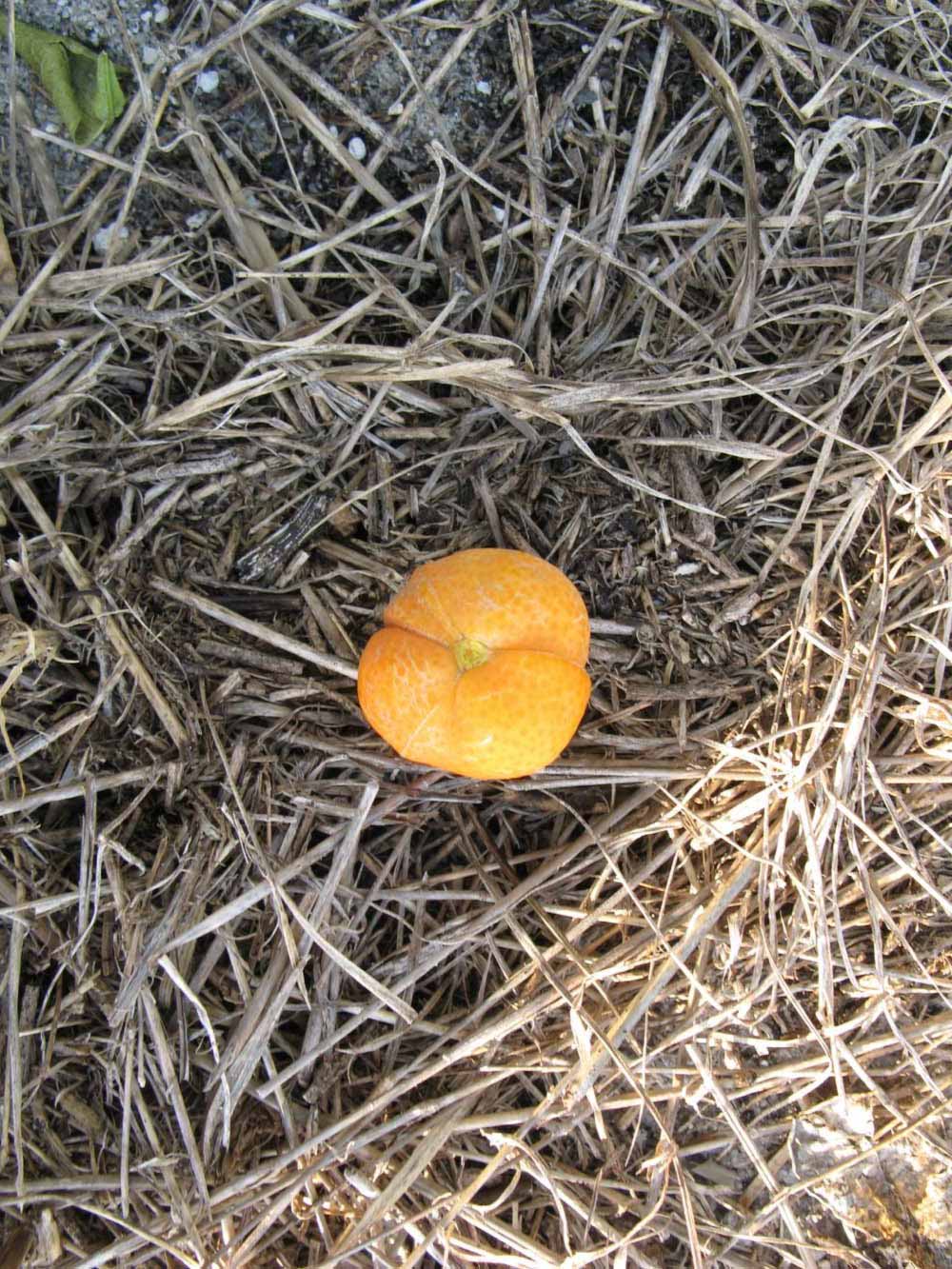              Fruit (Winter Haven, FL)       